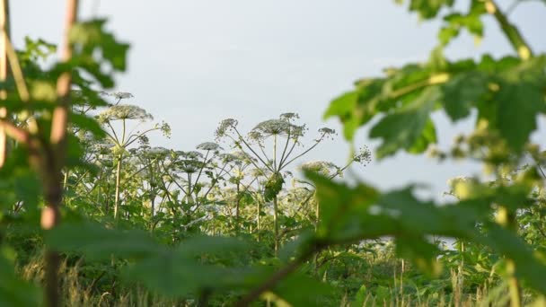 Many Dangerous Poisonous Plants Giant Hogweed Heracleum Cow Parsnip Maturation — Stock Video