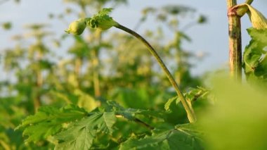 Çiçek açmanın arifesinde zehirli bir bitkinin yaprağı ve tomurcuğu. Heracleum ya da Yaban havucu olarak da bilinir. Ortadaki tohumlar yakında etrafa yayılacak. Haziran sonu. Olgunlaşma