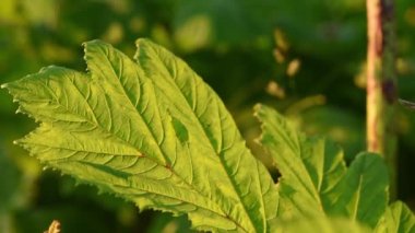 Dev Hogweed 'in tehlikeli zehirli bitkisinin büyük yeşil yaprakları. Heracleum ya da Yaban havucu olarak da bilinir. Kontrolsüz bir şekilde yayılan tehlikeli bir bitki. Sıvısı insan derisinde yanar ve kabarır.