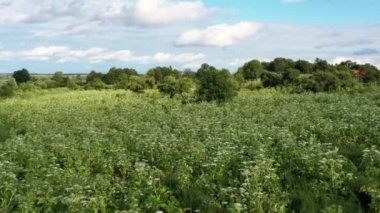 Terk edilmiş meyve bahçesinde birçok zehirli bitki (Heracleum, inek havucu) bulunur. Bu tehlikeli bitkinin suyu insan derisinde yanıklar ve kabarcıklar oluşturuyor.