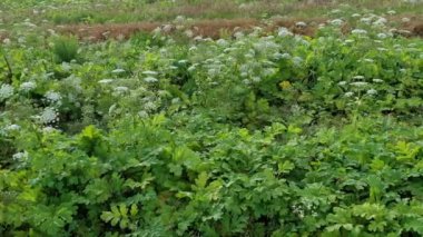 Birçok dev Hogweed zehirli bitkileri tarlada terk edildi. Heracleum olarak bilinir, Yaban havucu. Tehlikeli bir bitki. Bu tehlikeli bitkinin suyu insan derisinde yanıklar ve kabarcıklar oluşturuyor.