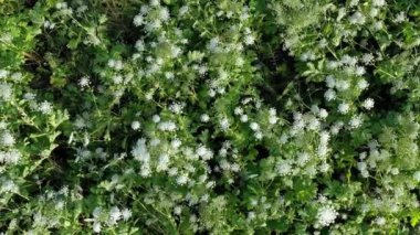 Birçok tehlikeli zehirli bitkinin insansız hava aracı görüntüsü Dev Hogweed (Heracleum, İnek Yaban havucu) otlağa kontrolsüzce yayılır.