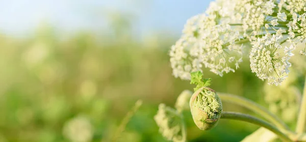 Big green bud and flowers of future seeds of poisonous plant Giant Hogweed, close up view. Dangerous plant which spreads uncontrollably and the juice of it forms burns and blisters on human skin.