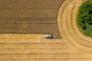 Hasat makinesi buğday tarlasında tahıl topluyor. Hasat zamanı. Hava aracı görünümü