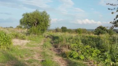 Yaz kırsal arazisi. Tarlalar arasındaki toprak yol, yeşil çimenler ve ağaçlar, mavi bulutlu gökyüzü. Ukrayna