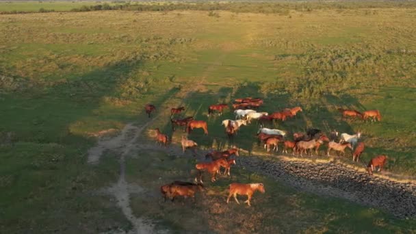 Pferdeherde Auf Der Weide Einem Sonnigen Sommertag Tierleben — Stockvideo