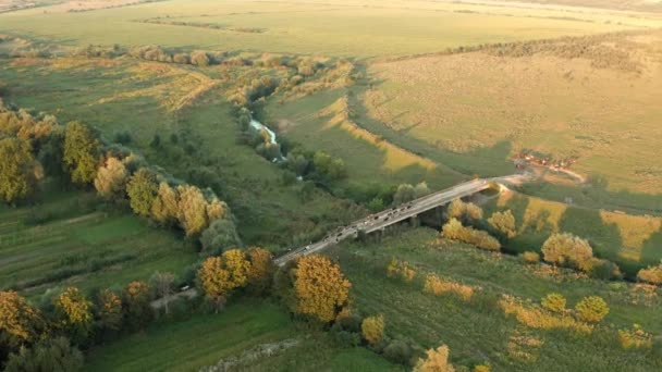 Ένα Κοπάδι Αγελάδων Πηγαίνει Μια Γέφυρα Διασχίζοντας Ποτάμι Επιστρέφοντας Από — Αρχείο Βίντεο