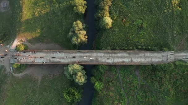 Vue Aérienne Sur Drone Troupeau Vaches Sur Pont Traverse Rivière — Video