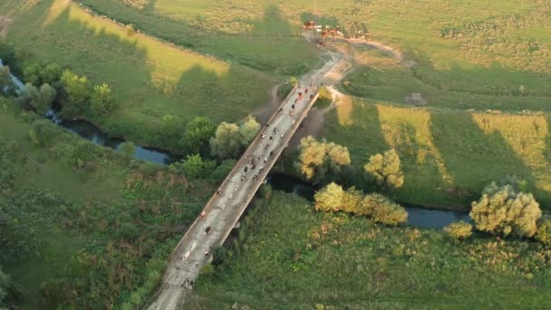 Troupeau Bétail Rentre Pâturage Les Vaches Traversent Pont Rivière Histoires — Video
