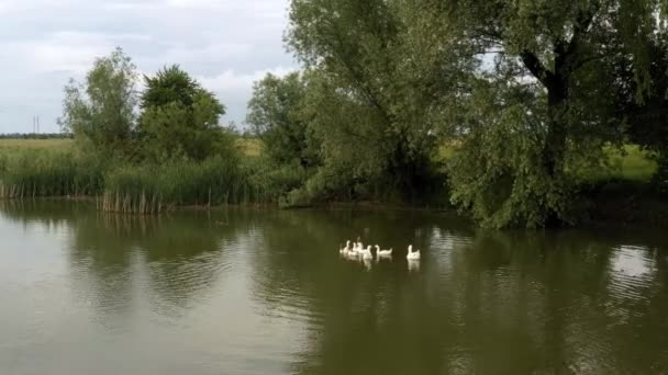 Grupa Kaczek Domowych Pływa Stawie Wśród Malowniczej Przyrody — Wideo stockowe