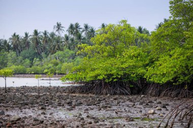 Mangrov orman düşük gelgit