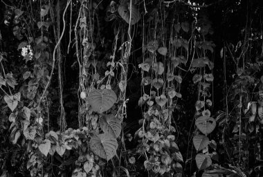 Orman yeşil yaz arka plan egzotik sesleri bırakır.