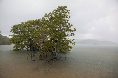 Tropikal yağmur ve mangrovlar içinde sel