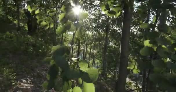 Φύλλα στο δέντρο που ταλαντεύεται στον άνεμο στον ήλιο — Αρχείο Βίντεο