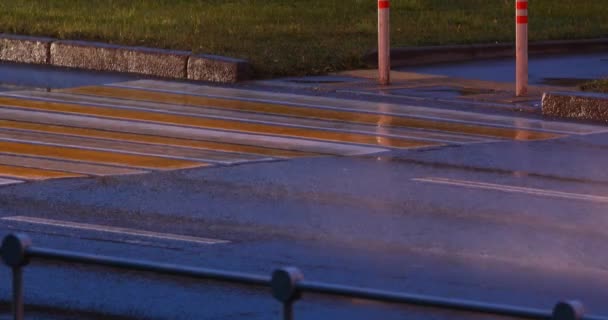 Zebra cruzando em faróis de carro na chuva — Vídeo de Stock