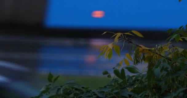 Nasses Herbstlaub am Abend im Hintergrundverkehr — Stockvideo