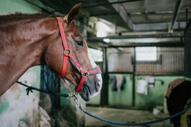 Namlu at closeup bridle ile