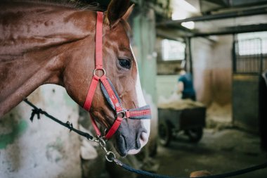 Namlu at closeup bridle ile