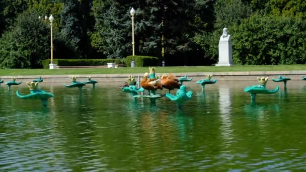 Mosca, Russia - agosto 2019: le anatre stanno pulendo le piume in un parco su uno stagno con fontane sullo sfondo delle persone che camminano — Video Stock
