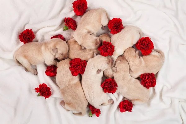Filhote Cachorro Labrador Amarelo Grupo Cachorros Recém Nascidos Com Flores — Fotografia de Stock