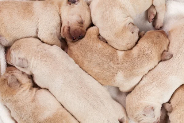 Manojo Cachorros Labradores Amarillos Que Duermen Tranquilamente Primer Plano —  Fotos de Stock