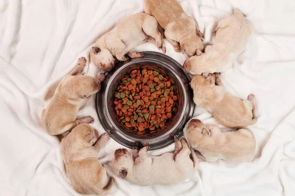 Noworodka Młody Żółty Labrador Puppy Psów Śpiących Wokół Miseczka Matki — Zdjęcie stockowe