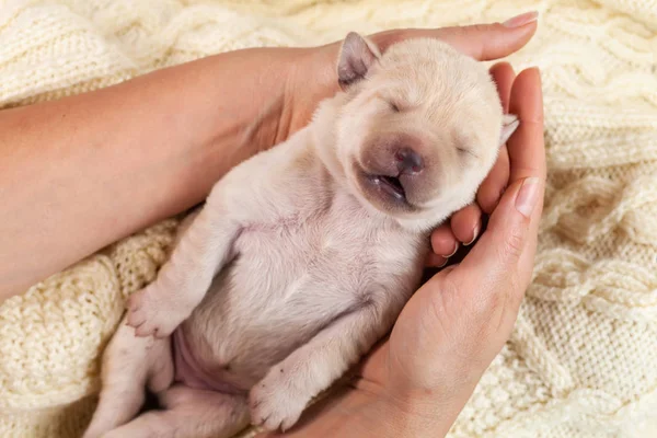 Noworodka Żółty Pies Szczeniak Labrador Spanie Ręce Kobiety Leżącego Tle — Zdjęcie stockowe