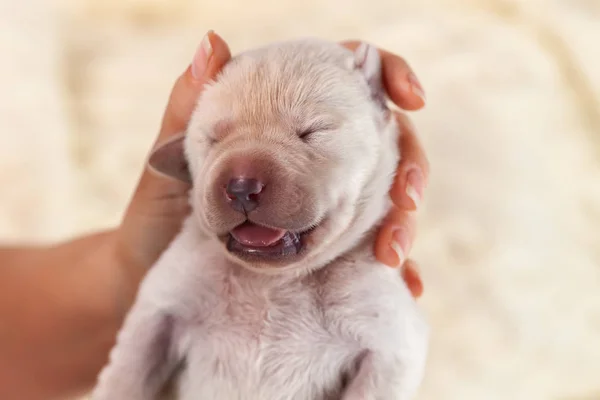 Pasgeboren Labrador Puppy Hondje Vrouw Hand Close Ondiepe Scherptediepte — Stockfoto