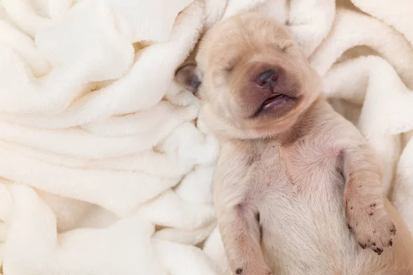 ふわふわ毛布 クローズ アップ Copyspace で寝ている新生児の若いラブラドールの子犬 — ストック写真