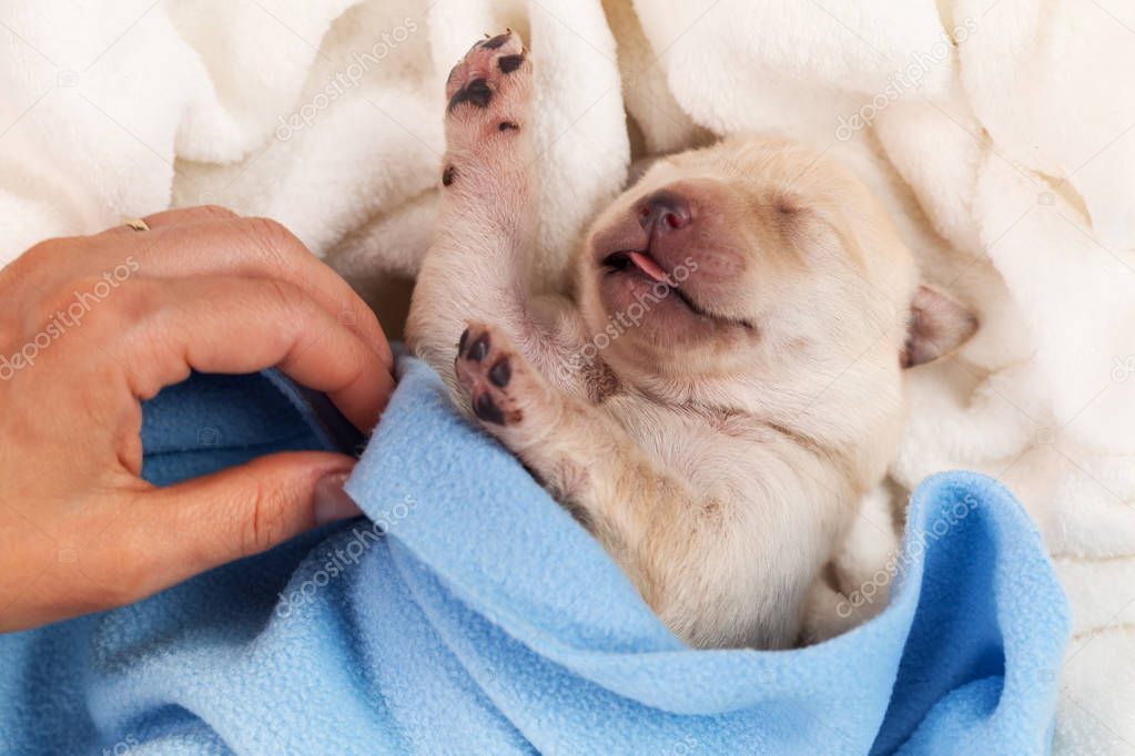 Newborn labrador puppy dog sleeping - woman hand adjust blanket, closeup