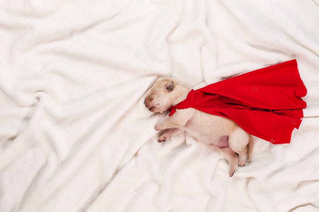 Newborn labrador puppy with red superhero cape sleeping on white blanket background - dream big concept