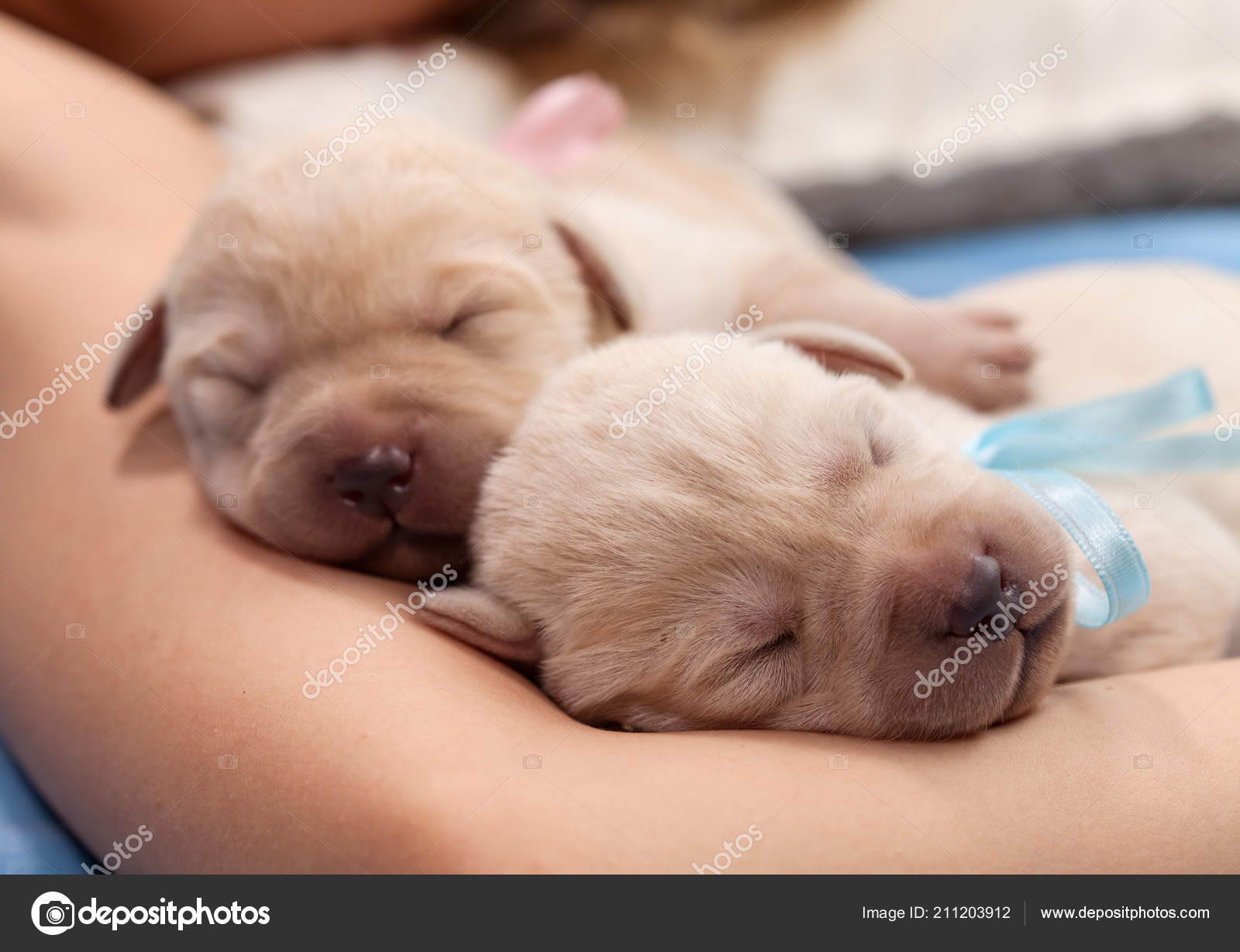 Adorable Newborn Yellow Labrador Puppy 