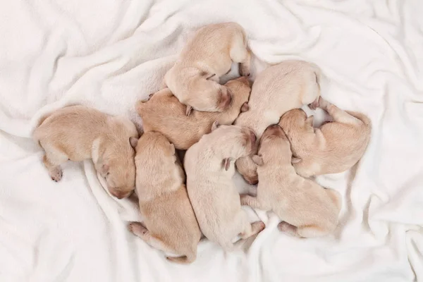 Oito Cachorros Recém Nascidos Amarelos Labrador Dormindo Cobertor Branco Pacote — Fotografia de Stock