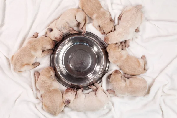 Schattig Pasgeboren Labrador Puppy Honden Slapen Rond Lege Voeding Bowl — Stockfoto