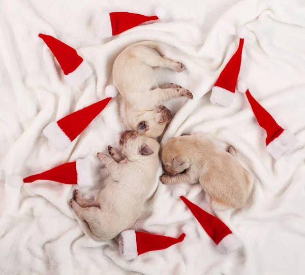 Adorables Cachorros Labradores Amarillos Durmiendo Entre Pequeños Sombreros Navidad Vista —  Fotos de Stock