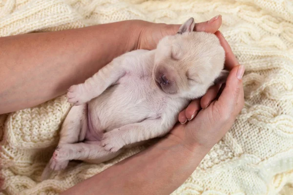 Kobieta Delikatnie Trzymając Cute Noworodka Labrador Puppy Psa Spania Zbliżenie — Zdjęcie stockowe