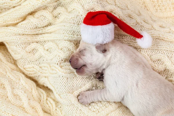 ウールのセーター クローズ アップで寝ているサンタ帽子とかわいい新生児ラブラドール子犬犬 — ストック写真