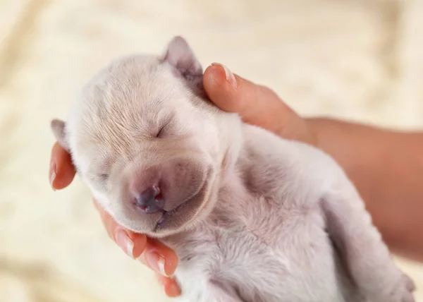 Neugeborener Labrador Welpe Schläft Frauenhand Auf Hellem Verschwommenem Hintergrund — Stockfoto
