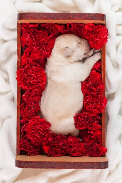 Lindo Perro Labrador Durmiendo Una Caja Con Flores Vista Arriba —  Fotos de Stock