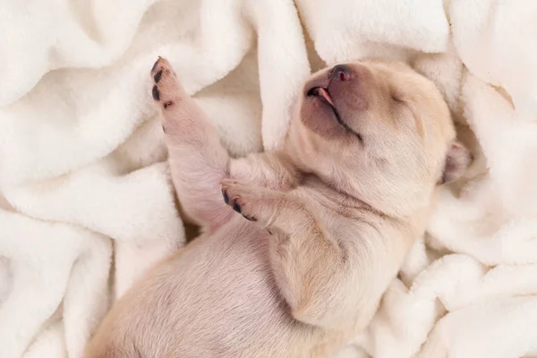 Rozkošný Žlutý Labrador Štěně Pes Spí Jeho Jazykem Trčí Bezstarostný — Stock fotografie