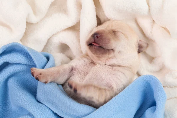 Bedårande Nyfödd Baby Labrador Hundvalp Med Tungan Sticker Sover Blå — Stockfoto
