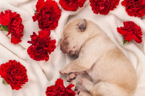 Lindo Recién Nacido Labrador Cachorro Perro Durmiendo Entre Rojo Clavel — Foto de Stock