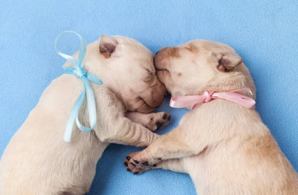かわいい黄色のラブラドール子犬犬睡眠 ピンクとブルーの首輪が新生の子犬 — ストック写真