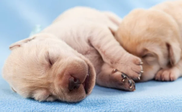 Pasgeboren Gele Labrador Puppy Honden Slapen Blauwe Deken Close — Stockfoto