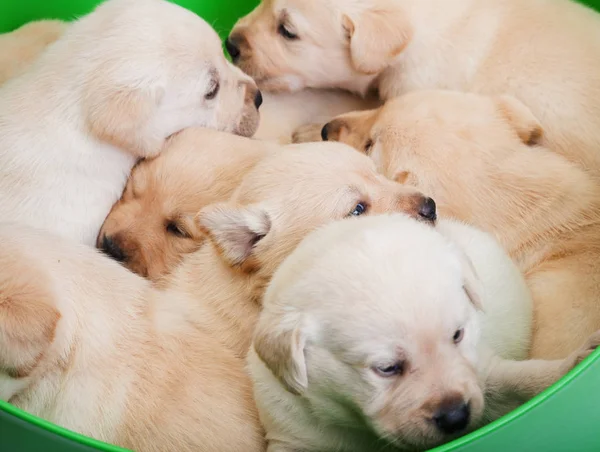 Basket Full Eight Cute Sleepy Labrador Puppies Cuddling Together — Stock Photo, Image