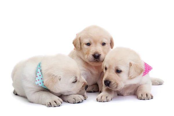 Adorável Sonolento Labrador Filhotes Fundo Branco Abraçando Uns Aos Outros — Fotografia de Stock