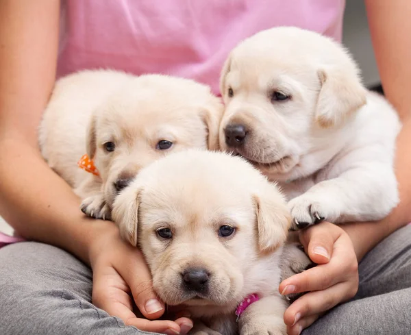 Menina Segurando Três Filhotes Adoráveis Labrador Seu Colo Close Cães — Fotografia de Stock