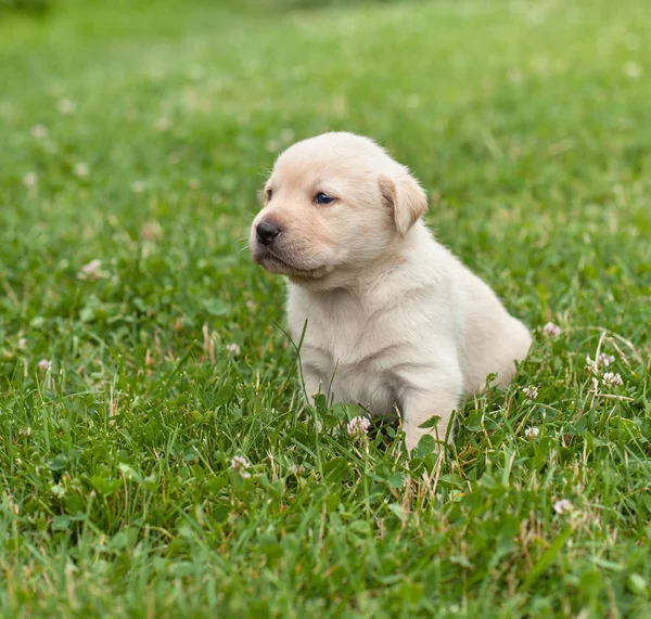 Joven Perrito Labrador Descansando Después Corto Paseo Por Hierba Mirando —  Fotos de Stock