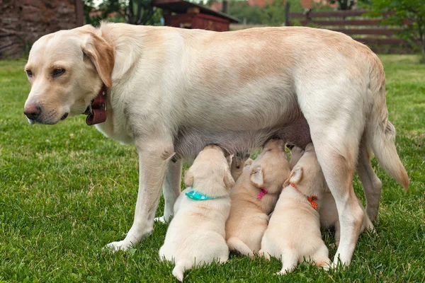 Słodkie Szczeniaki Labrador Prosię Stojąc Palcach Kolorowe Szaliki Aby Odróżnić — Zdjęcie stockowe