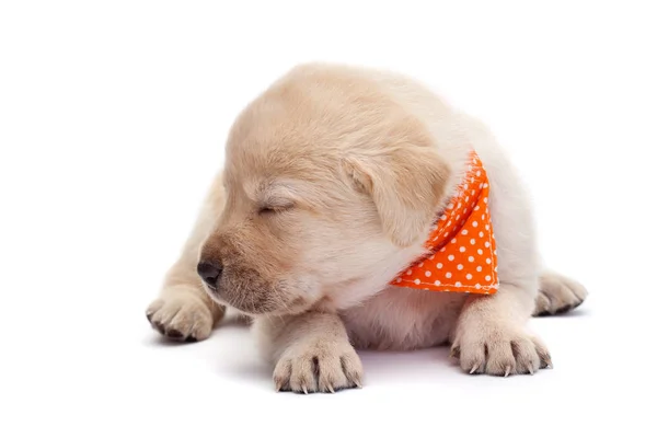 Schattig Slaperige Labrador Pup Hond Nauwelijks Holding Haar Hoofd Boven — Stockfoto